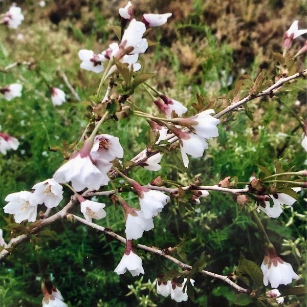 富士桜　湖上の舞