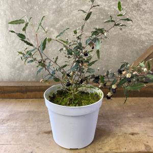 オージープランツ リューカデンドロン ガルピニ : plantlife - 通販