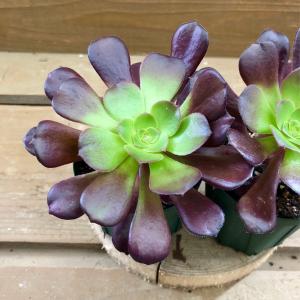 多肉植物 アエオニウム カシミヤバイオレット ...の詳細画像1
