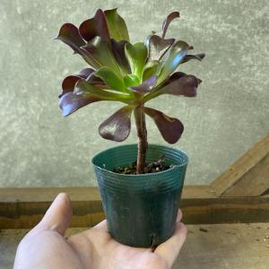 多肉植物 アエオニウム カシミヤバイオレット ...の詳細画像3