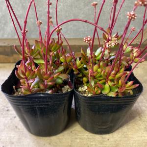 多肉植物：ユーフォルビア ビグエリー 噴火竜*M 葉幅16cm : 遊恵盆栽