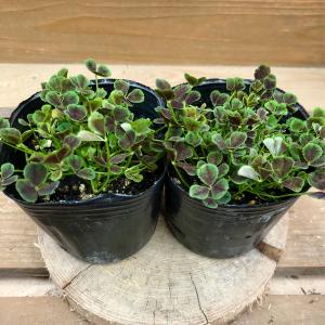 トリフォニウム　四つ葉のクローバー 2ポットset