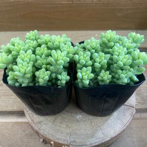 多肉植物 セダム ビアホップの商品一覧 通販 Yahoo ショッピング