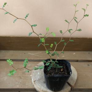 ソフォラの商品一覧 通販 Yahoo ショッピング