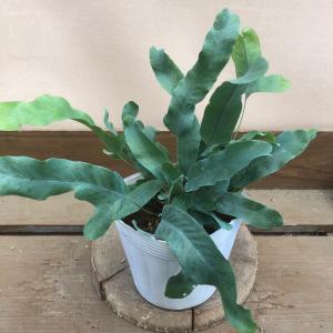 シダ 観葉植物 ブルースターの商品一覧 通販 Yahoo ショッピング