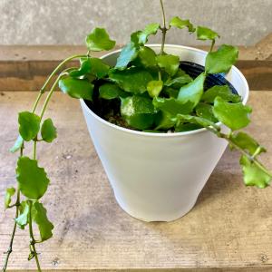 観葉植物　ホヤ　エンダウエンシス