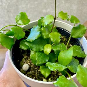 観葉植物 ホヤ エンダウエンシスの詳細画像1