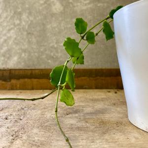 観葉植物 ホヤ エンダウエンシスの詳細画像2
