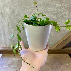 観葉植物 ホヤ エンダウエンシスの詳細画像3
