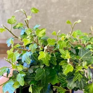 観葉植物 ヘデラ ダックフット 2ポットsetの詳細画像1