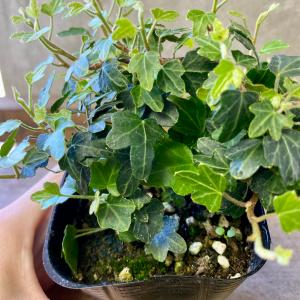 観葉植物 ヘデラ ダックフット 2ポットsetの詳細画像2