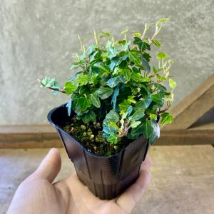 観葉植物 ヘデラ ダックフット 2ポットsetの詳細画像3