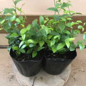 観葉植物　アスパラガス　スマイラックス 2ポットset