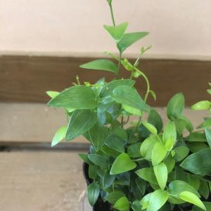 観葉植物 アスパラガス スマイラックス 2ポッ...の詳細画像1