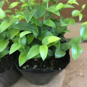 観葉植物 アスパラガス スマイラックス 2ポッ...の詳細画像2