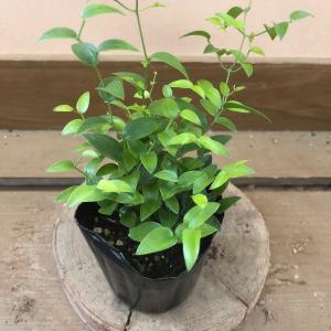 観葉植物 アスパラガス スマイラックス 2ポッ...の詳細画像3