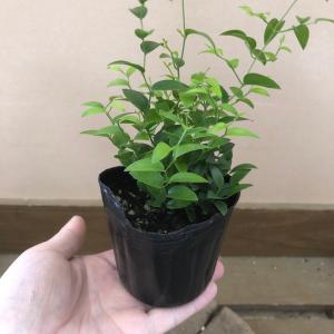 観葉植物 アスパラガス スマイラックス 2ポッ...の詳細画像4