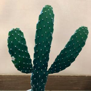 バンザイサボテン スミエボシ 墨烏帽子の詳細画像1
