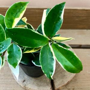 観葉植物 サクララン ホヤ カルノーサ リップカラーの詳細画像1