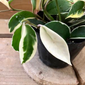 観葉植物 サクララン ホヤ カルノーサ リップカラーの詳細画像3
