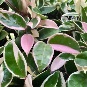 観葉植物 サクララン ホヤ カルノーサ リップカラーの詳細画像2
