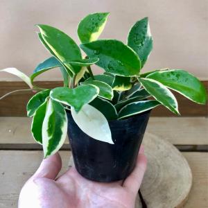 観葉植物 サクララン ホヤ カルノーサ リップカラーの詳細画像4
