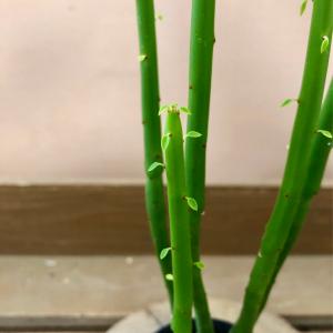 多肉植物 ユーフォルビア オンコクラータの詳細画像1
