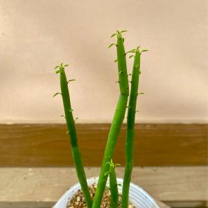 多肉植物 ユーフォルビア オンコクラータの詳細画像2