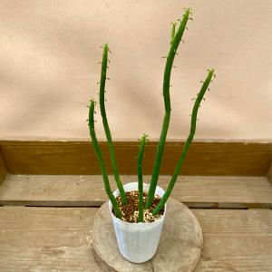 多肉植物 ユーフォルビア オンコクラータの詳細画像3