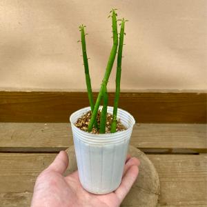 多肉植物 ユーフォルビア オンコクラータの詳細画像4
