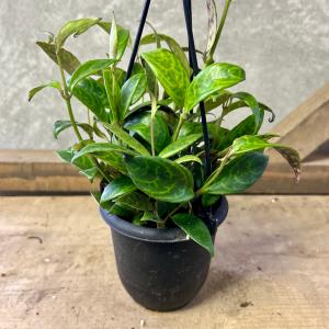観葉植物 吊るす 吊り下げ エスキナンサス タイピンク※葉傷みあり 5号