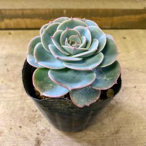 多肉植物：アガベ 笹の雪白虎斑 極氷山*9.5cm 現品 一品限り : 遊恵