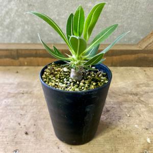 塊根植物　パキボディウム　ホロンベンセ