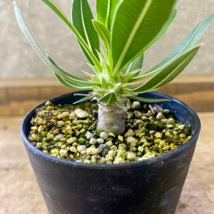 塊根植物 パキボディウム ホロンベンセの詳細画像1