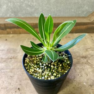 塊根植物 パキボディウム ホロンベンセの詳細画像2