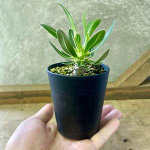 塊根植物 パキボディウム ホロンベンセの詳細画像3