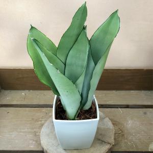 観葉植物 サンスベリア ムーンシャイン : plantlife - 通販 - Yahoo