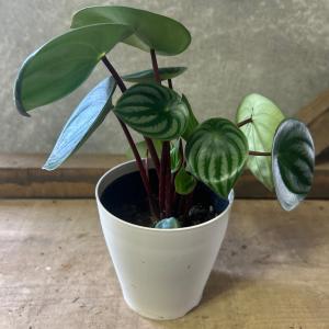 観葉植物　ペペロミア サンデルシー（スイカぺぺ）