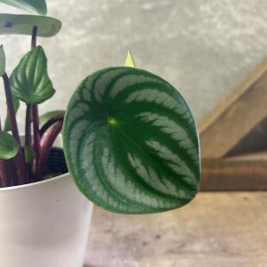観葉植物 ペペロミア サンデルシー(スイカぺぺ)の詳細画像1