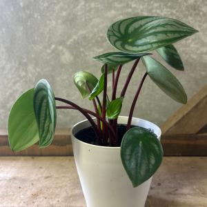観葉植物 ペペロミア サンデルシー(スイカぺぺ)の詳細画像2