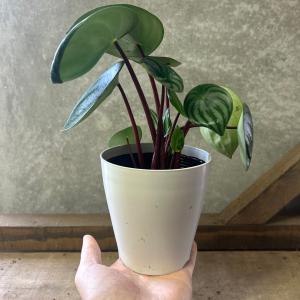 観葉植物 ペペロミア サンデルシー(スイカぺぺ)の詳細画像3