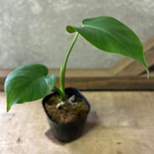 観葉植物　モンステラ　デリシオーサ