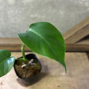 観葉植物 モンステラ デリシオーサの詳細画像1
