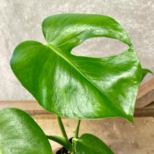 観葉植物 モンステラ デリシオーサの詳細画像2
