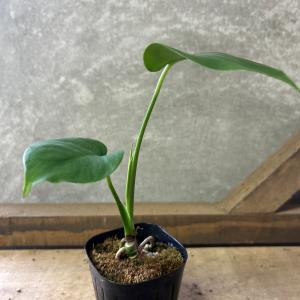 観葉植物 モンステラ デリシオーサの詳細画像3