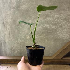 観葉植物 モンステラ デリシオーサの詳細画像4