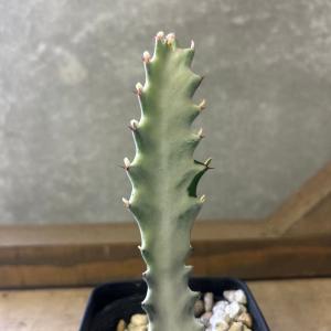 多肉植物 ユーフォルビア ホワイトゴーストの詳細画像1