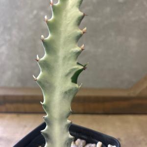 多肉植物 ユーフォルビア ホワイトゴーストの詳細画像2