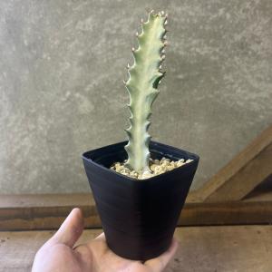 多肉植物 ユーフォルビア ホワイトゴーストの詳細画像3