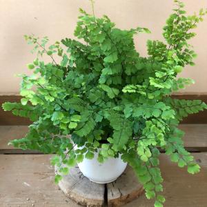 観葉植物　アジアンタム　フリッツルーシー